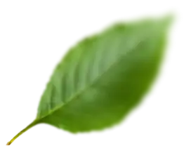 list