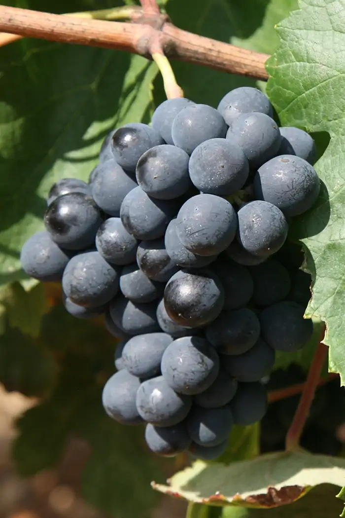 vinograd